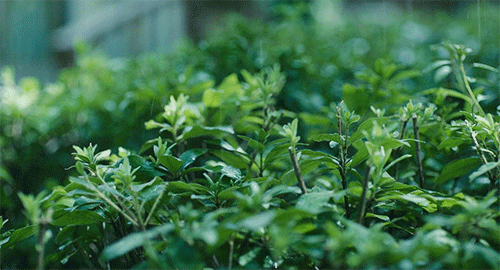 20200721105488138813.gif